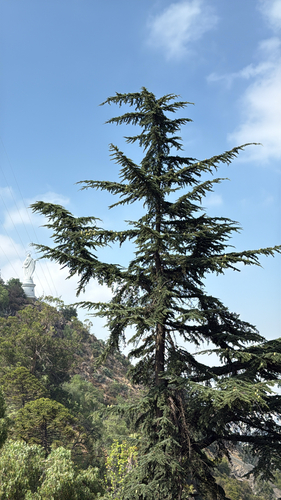 Deodar