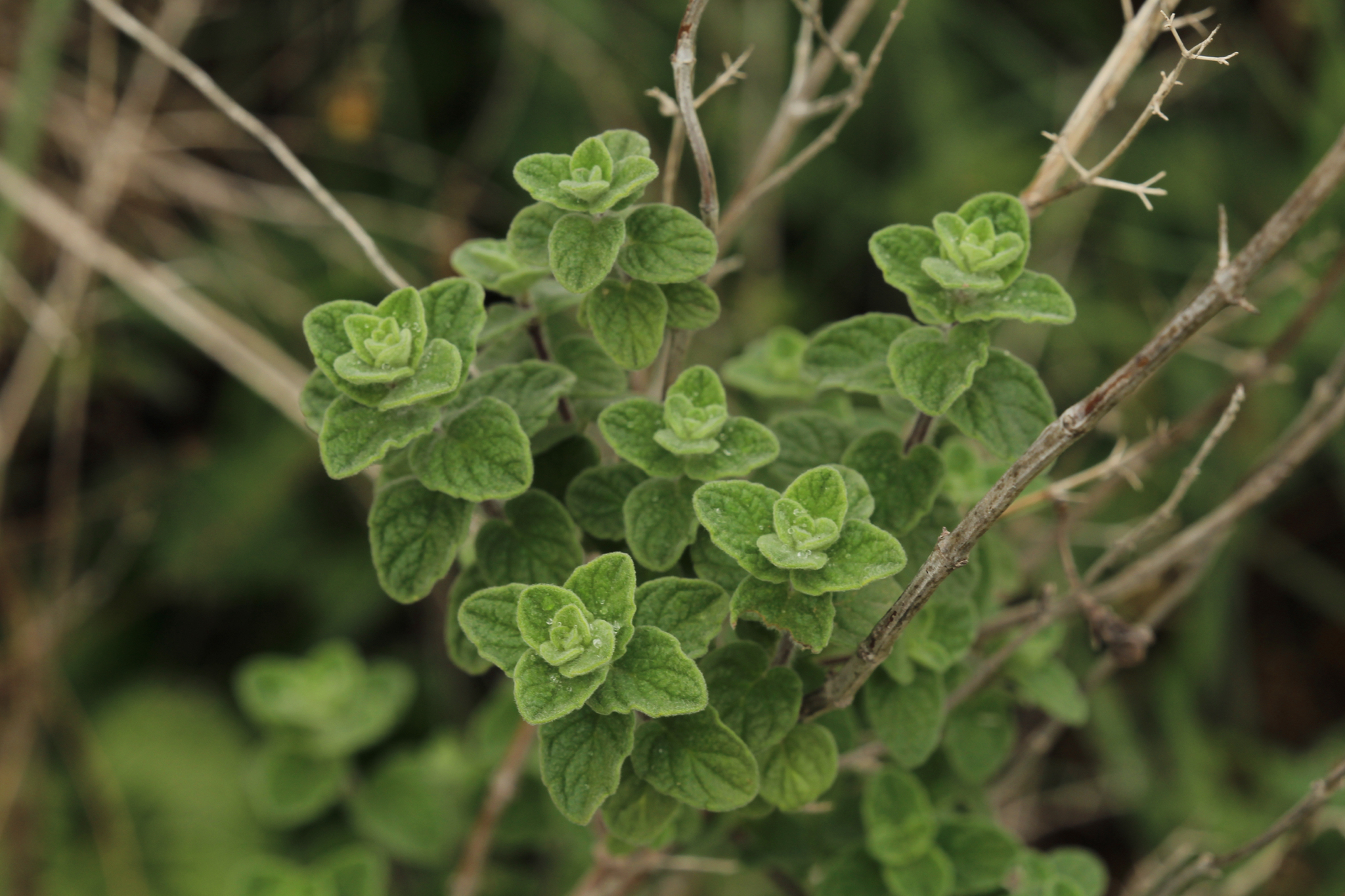 Bible hyssop