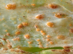 Puccinia allii
