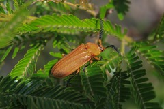 Ctenodes