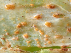 Puccinia allii