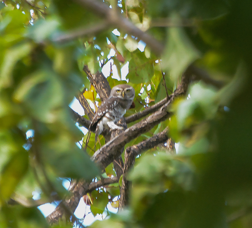Forest Owlet (Athene blewitti), photo 3