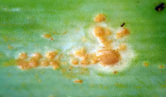 Puccinia allii