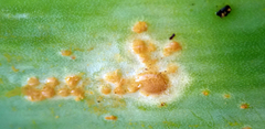 Puccinia allii