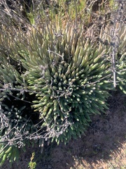 Dudleya attenuata
