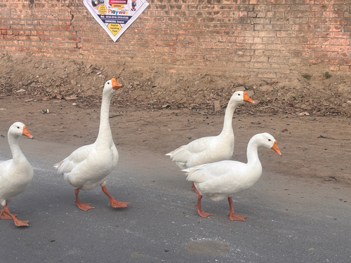 Domestic Swan Goose
