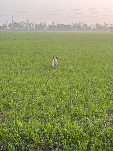 Domestic Dog
