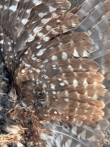 Spotted Owlet