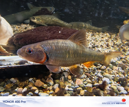 Thicklip Gudgeon