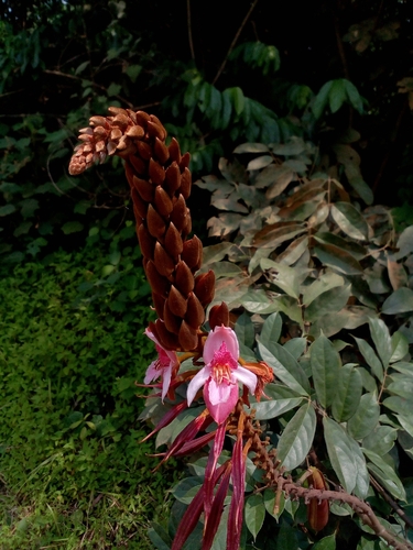 Duparquetia orchidacea