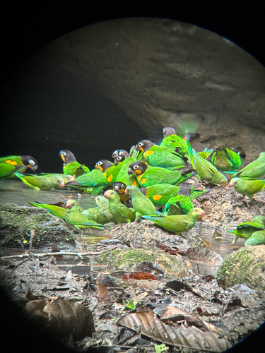 Cobalt-winged Parakeet (Brotogeris cyanoptera), photo 9