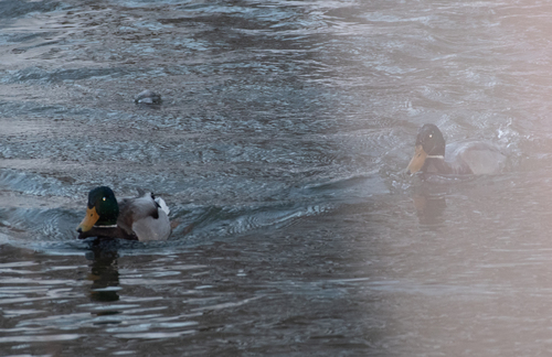 Mallard