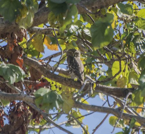 Forest Owlet (Athene blewitti), photo 6