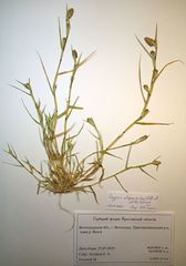 Sporobolus alopecuroides