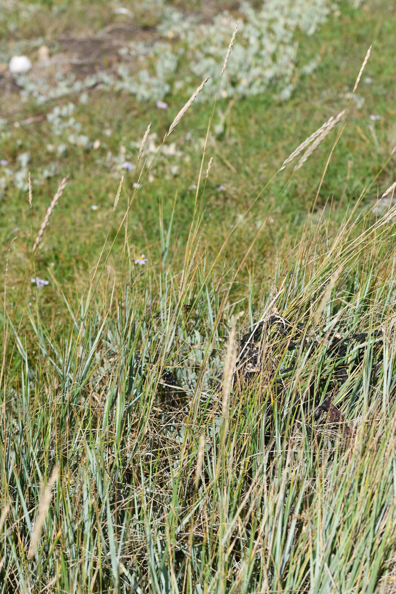 Sea Couch (Elymus athericus)