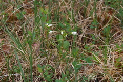 Claytonia tuberosa