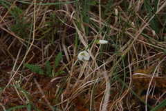 Claytonia tuberosa