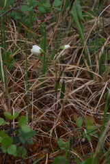 Claytonia tuberosa