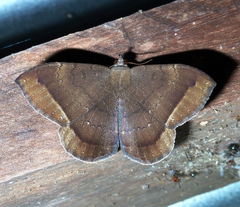 Hemeroblemma scolopacea