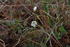 Claytonia tuberosa