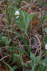Claytonia tuberosa