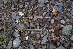 Claytonia tuberosa