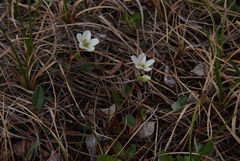 Claytonia tuberosa