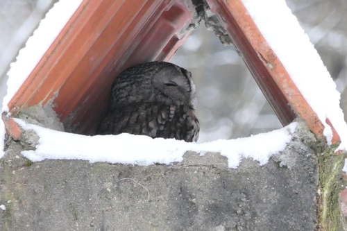 View observation of {o.common_name} on iNaturalist