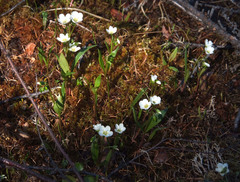 Claytonia tuberosa