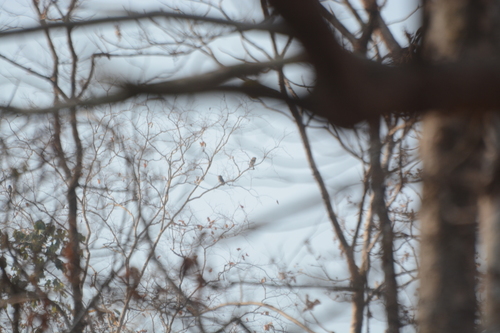Forest Owlet (Athene blewitti), photo 7