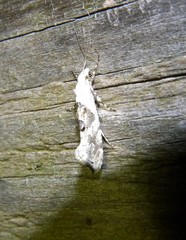 Ypsolopha asperella