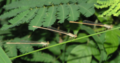 Ceriagrion olivaceum