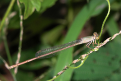 Ceriagrion olivaceum