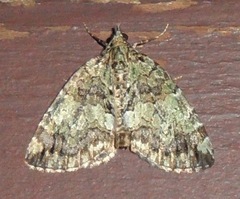 Hydriomena renunciata