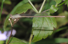 Ceriagrion olivaceum