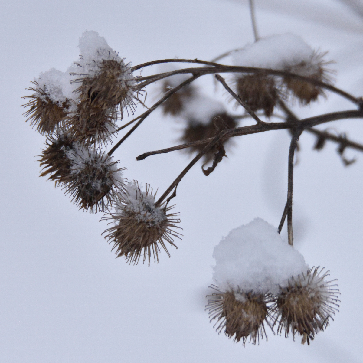 Burdock