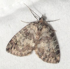 Hydriomena renunciata