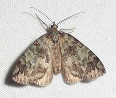 Hydriomena renunciata