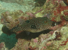 Canthigaster petersii
