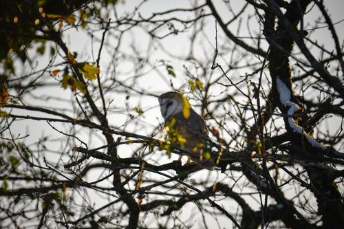 View observation of {o.common_name} on iNaturalist