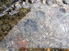 Anthopleura dixoniana