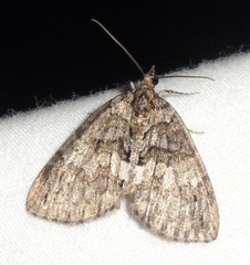 Hydriomena renunciata