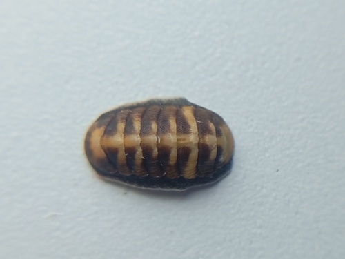 Ischnochiton striolatus