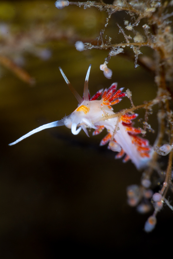 Orangespot Cratena