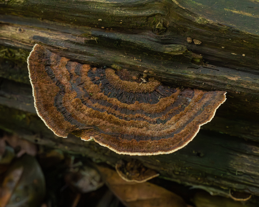 Coriolopsis caperata