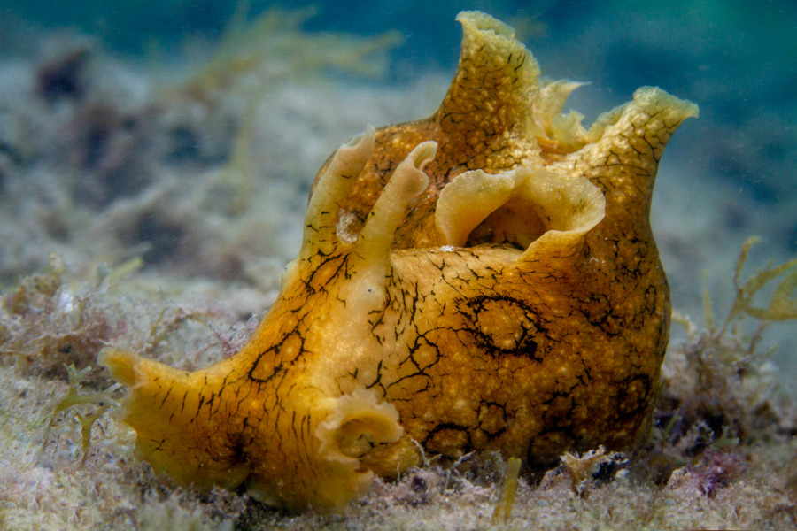 Sea Hares and Akera Snails