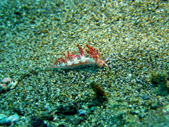 Coryphellina flamma