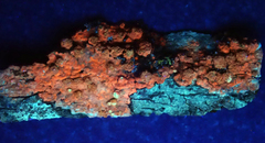 Pertusaria puffina