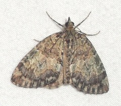 Hydriomena renunciata