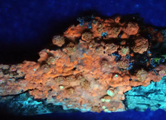 Pertusaria puffina